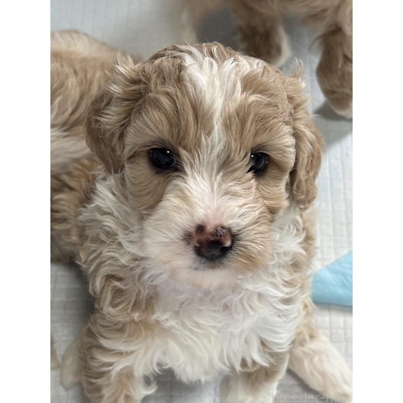 犬舎紹介の熊本県の犬舎紹介-5189の5枚目