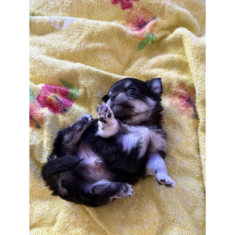 成約済の広島県のチワワ(ロングコート)-442530の12枚目