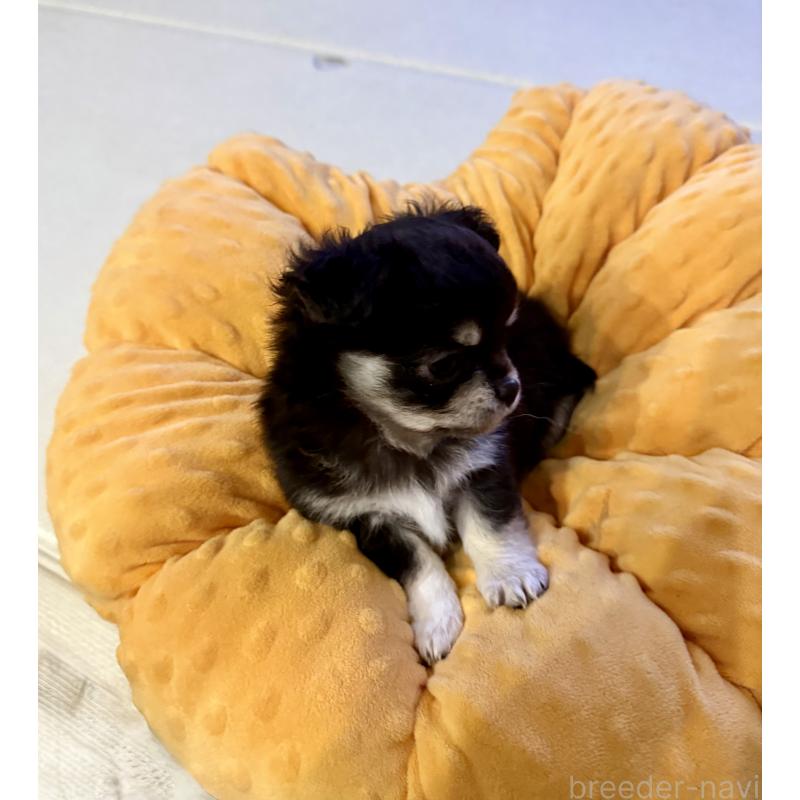 成約済の広島県のチワワ(ロングコート)-442530の11枚目