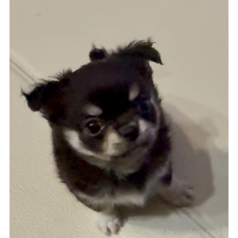 成約済の広島県のチワワ(ロングコート)-442530の10枚目