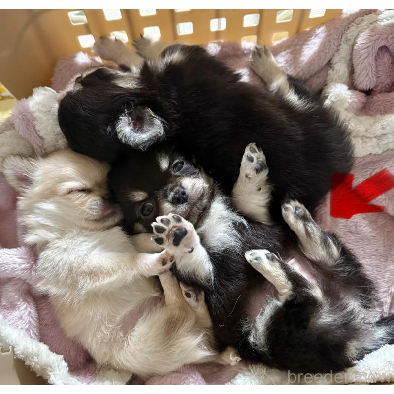 成約済の広島県のチワワ(ロングコート)-442530の9枚目