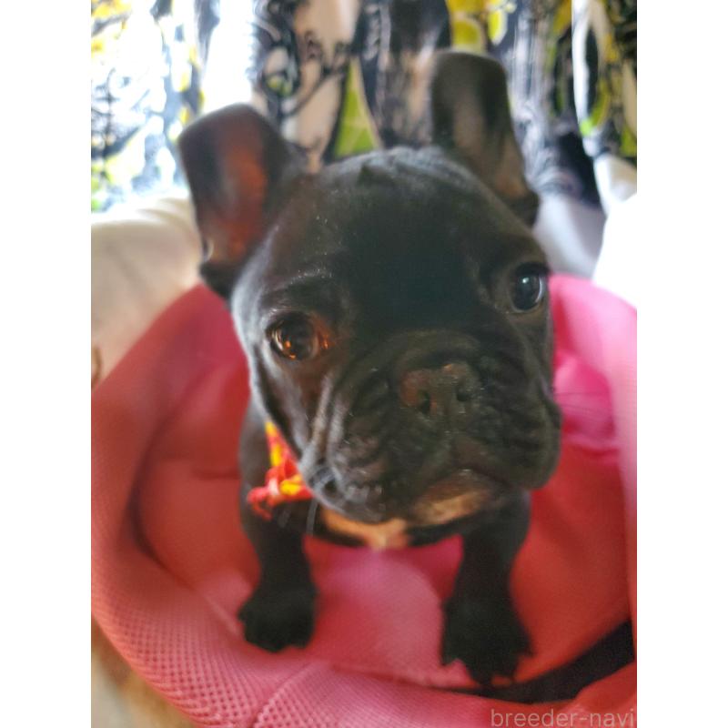 販売中の岩手県のフレンチブルドッグ-435885の5枚目