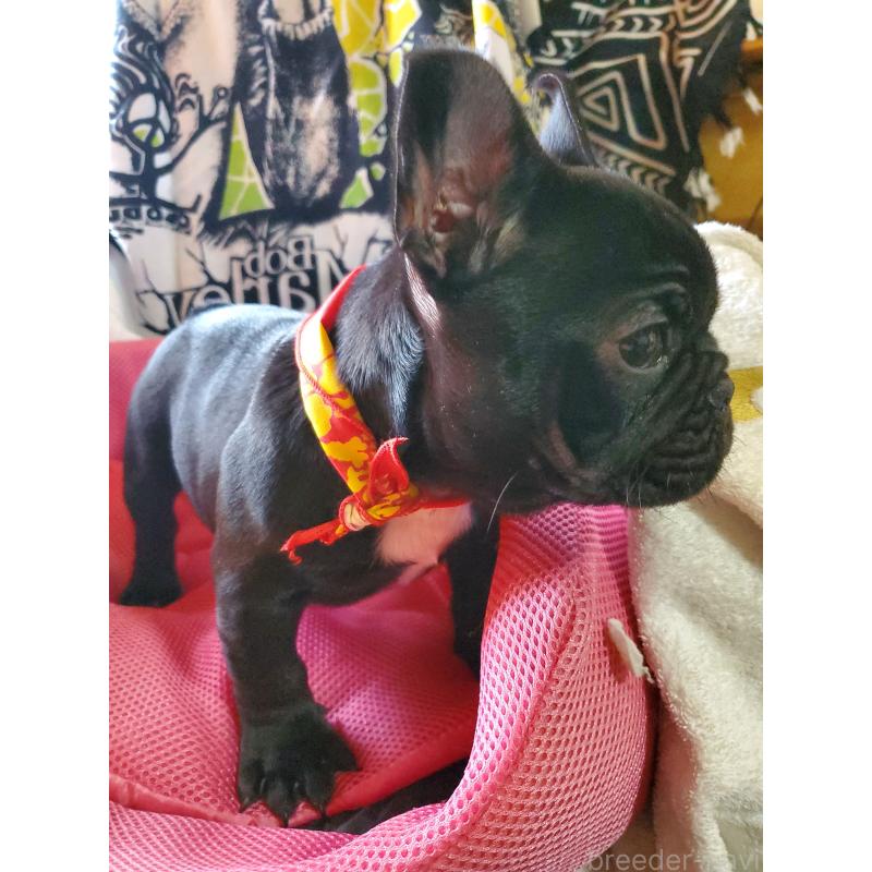 販売中の岩手県のフレンチブルドッグ-435885の4枚目