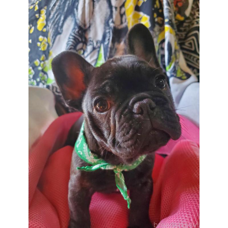販売中の岩手県のフレンチブルドッグ-435884の4枚目