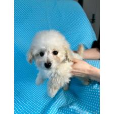 ♀︎ミックス犬