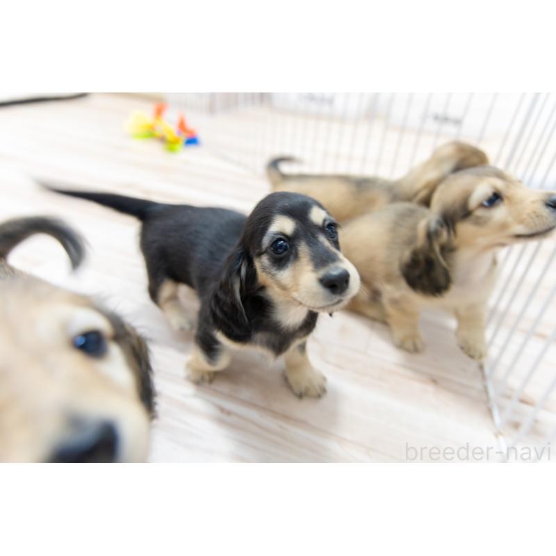 販売中の静岡県のカニンヘンダックスフンド(ロングヘアード)-424548の35枚目