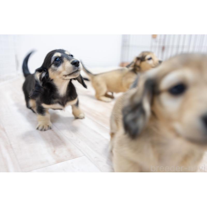 販売中の静岡県のカニンヘンダックスフンド(ロングヘアード)-424548の34枚目