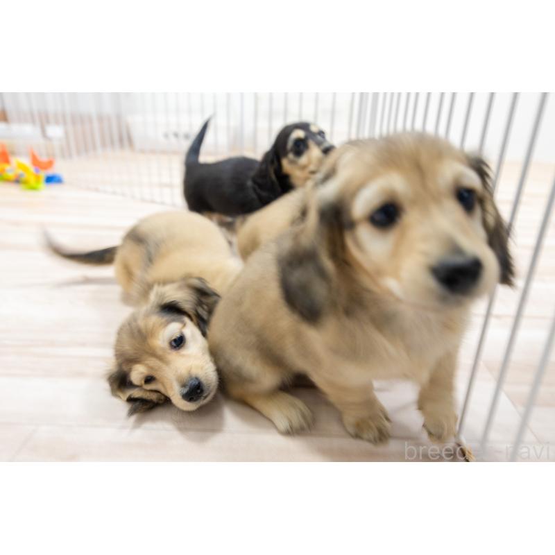 販売中の静岡県のカニンヘンダックスフンド(ロングヘアード)-424548の33枚目