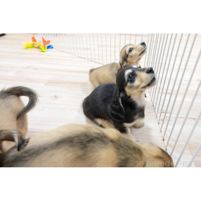 販売中の静岡県のカニンヘンダックスフンド(ロングヘアード)-424548の32枚目