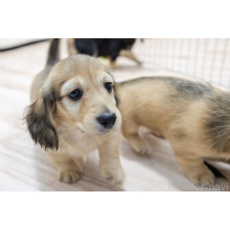 販売中の静岡県のカニンヘンダックスフンド(ロングヘアード)-424548の31枚目
