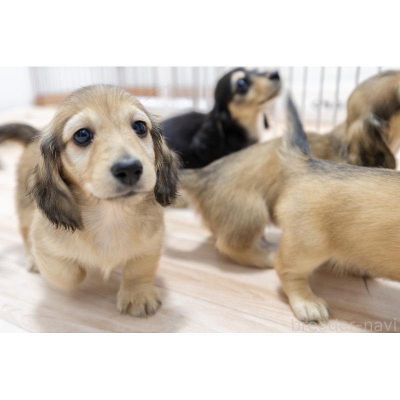 販売中の静岡県のカニンヘンダックスフンド(ロングヘアード)-424549の31枚目