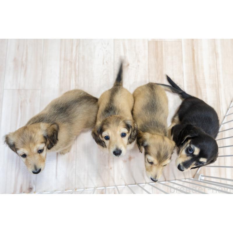 販売中の静岡県のカニンヘンダックスフンド(ロングヘアード)-424549の30枚目