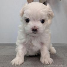 ♀︎マルチーズ