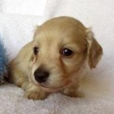 ♀︎ミニチュアダックスフンド(ロングヘアード)