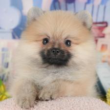 ♀︎ポメラニアン