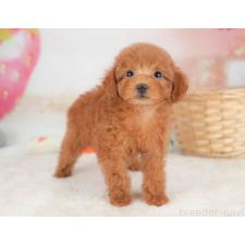 ♀︎トイプードル