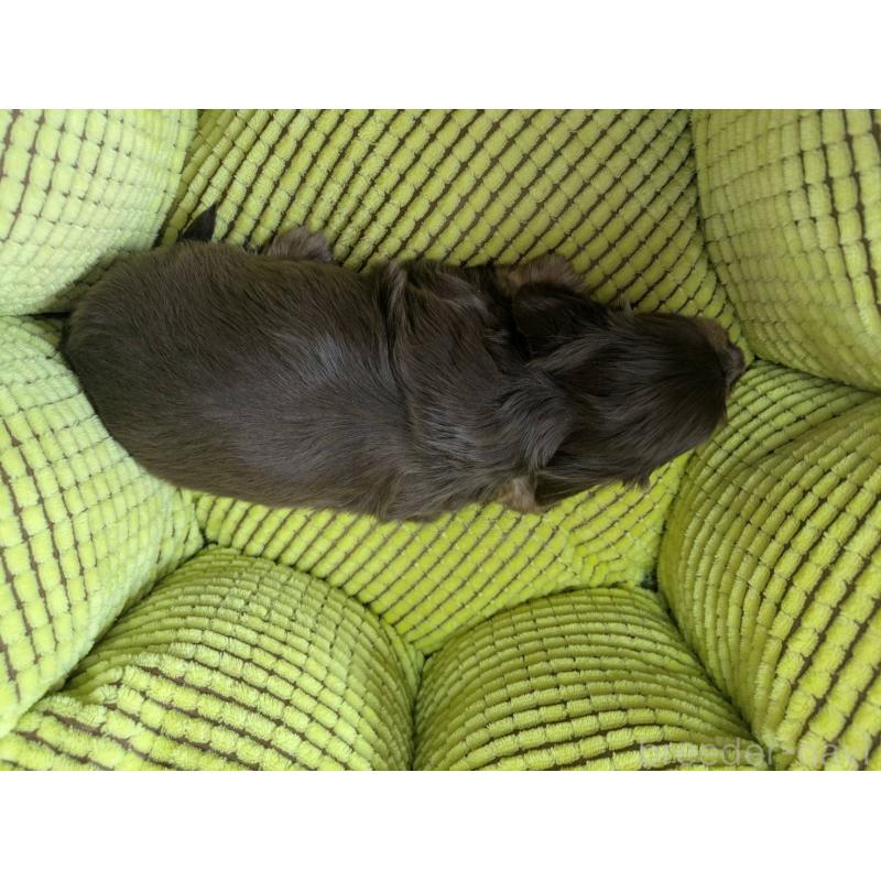 成約済の千葉県のミニチュアダックスフンド(ロングヘアード)-442517の2枚目