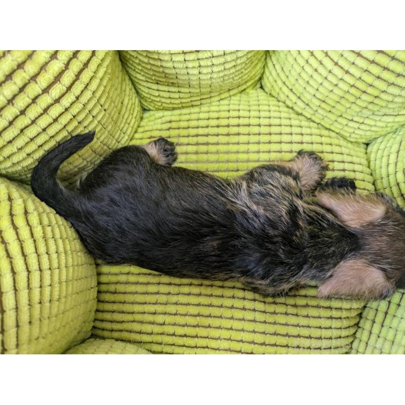 成約済の千葉県のミニチュアダックスフンド(ワイヤーヘアード)-441000の3枚目