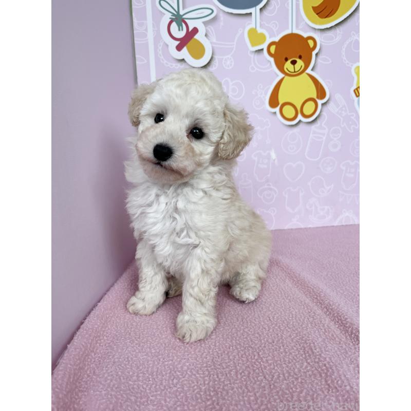 成約済の東京都のトイプードル-442070の3枚目