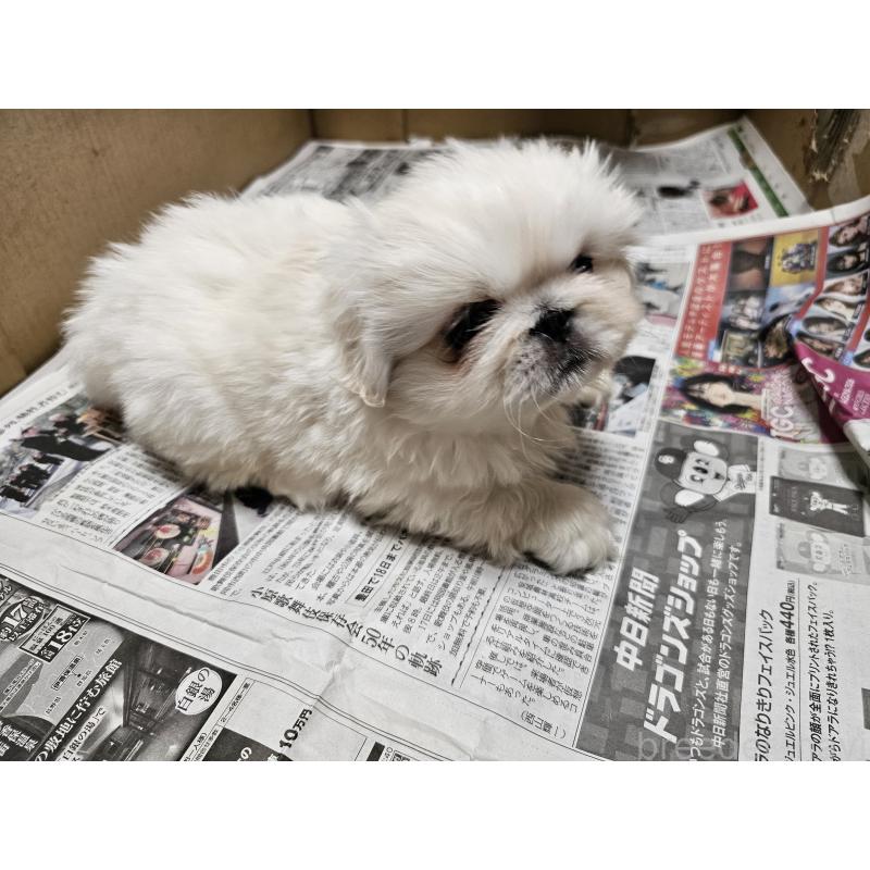 成約済の愛知県のペキニーズ-442962の6枚目