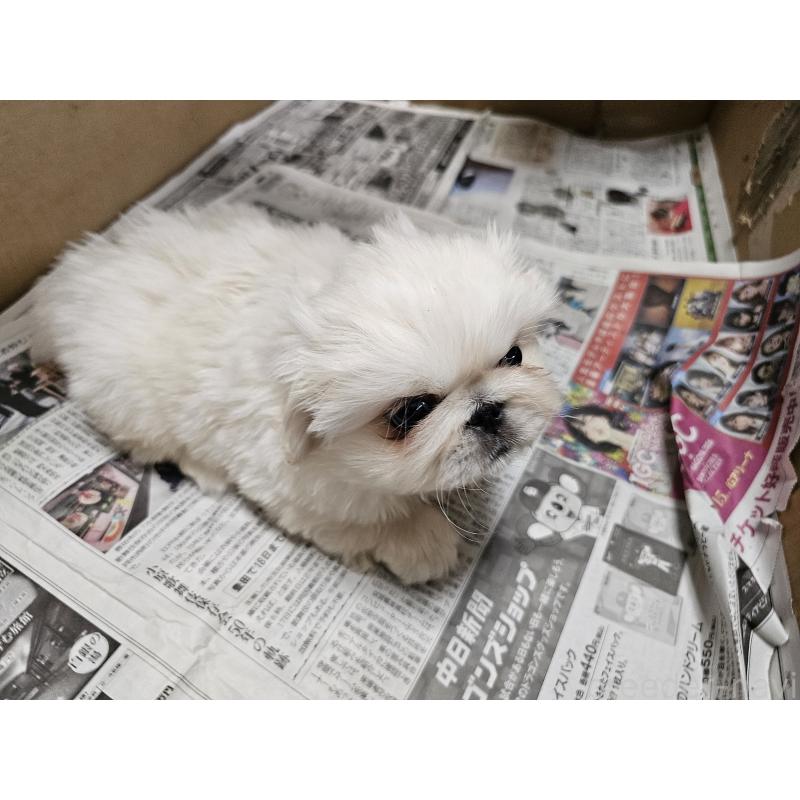 成約済の愛知県のペキニーズ-442962の5枚目