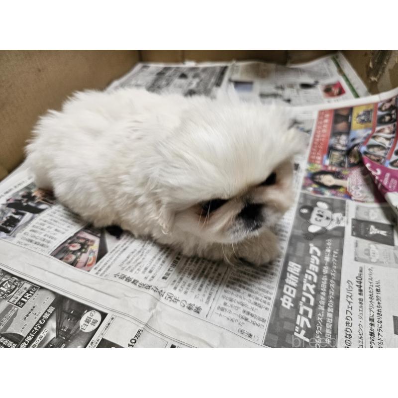 成約済の愛知県のペキニーズ-442962の4枚目