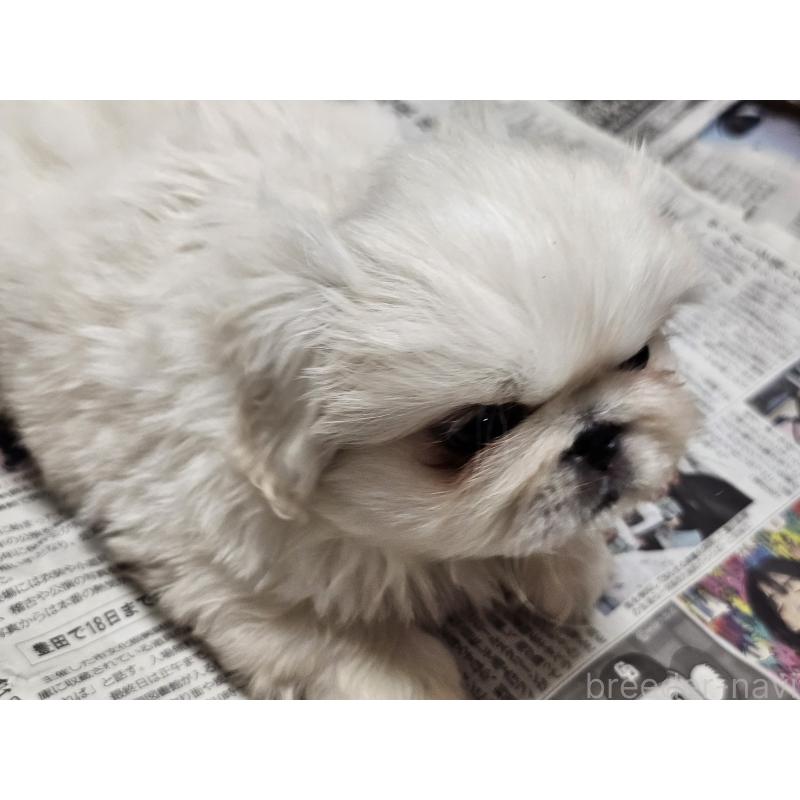 成約済の愛知県のペキニーズ-442962の3枚目