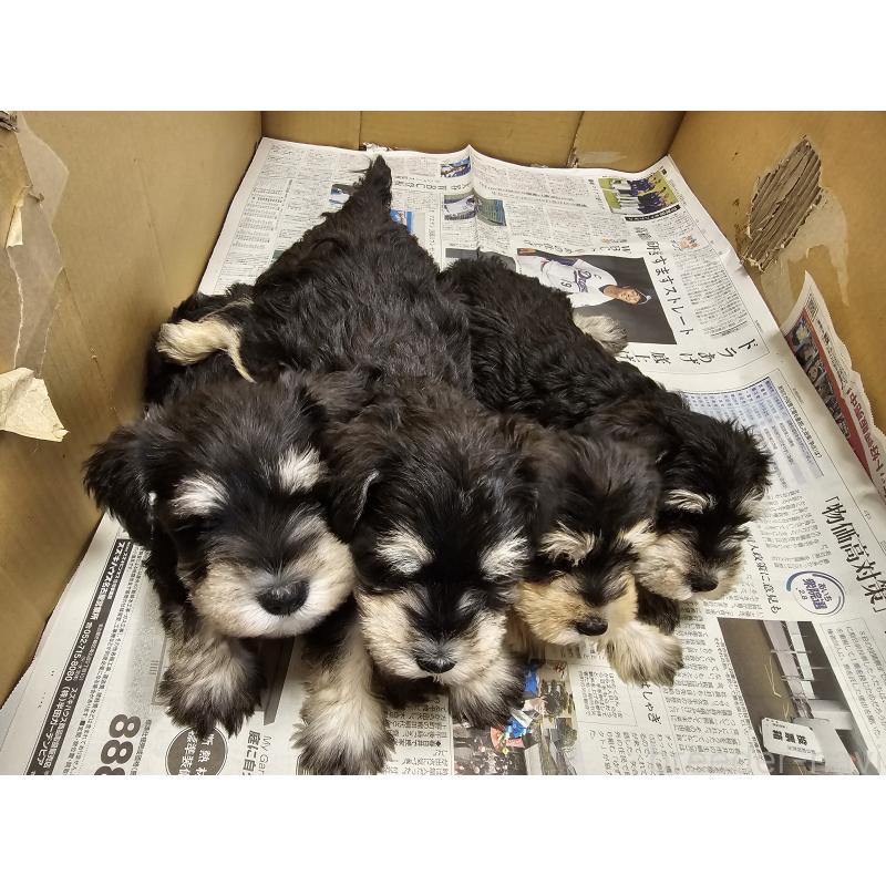 成約済の愛知県のミニチュアシュナウザー-443532の6枚目