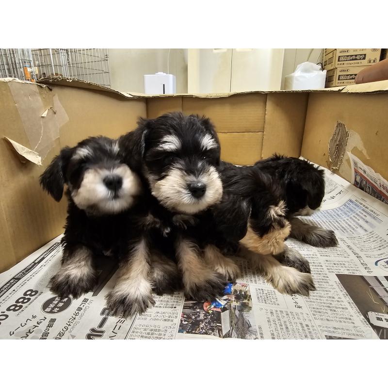 成約済の愛知県のミニチュアシュナウザー-443532の5枚目