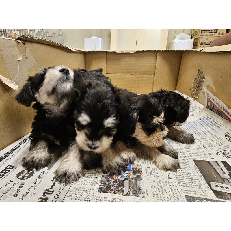 成約済の愛知県のミニチュアシュナウザー-443532の4枚目