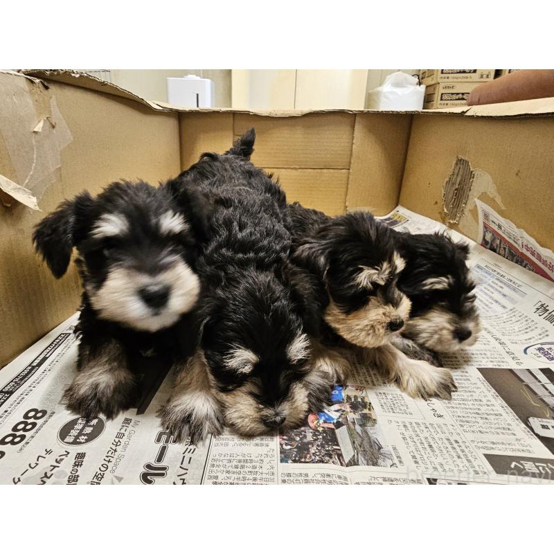 成約済の愛知県のミニチュアシュナウザー-443532の3枚目