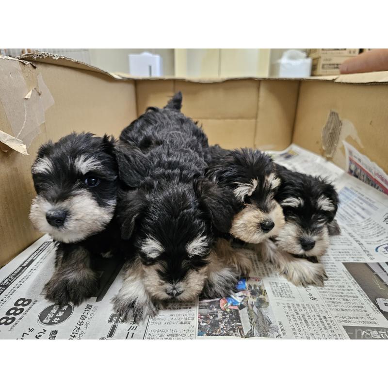 成約済の愛知県のミニチュアシュナウザー-443532の2枚目