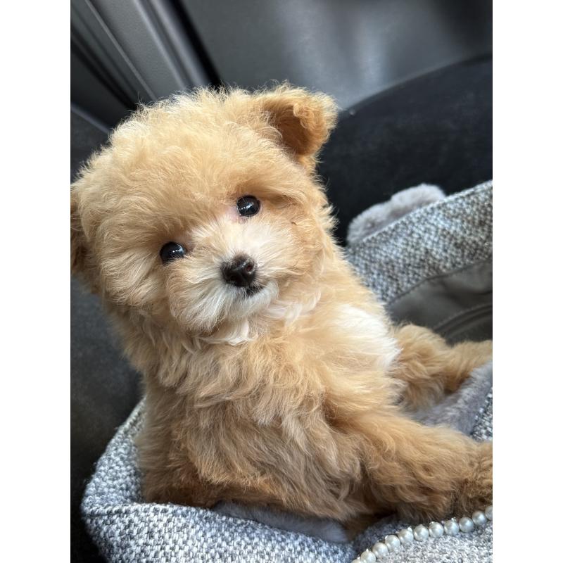 成約済の大阪府のティーカッププードル-442903の5枚目