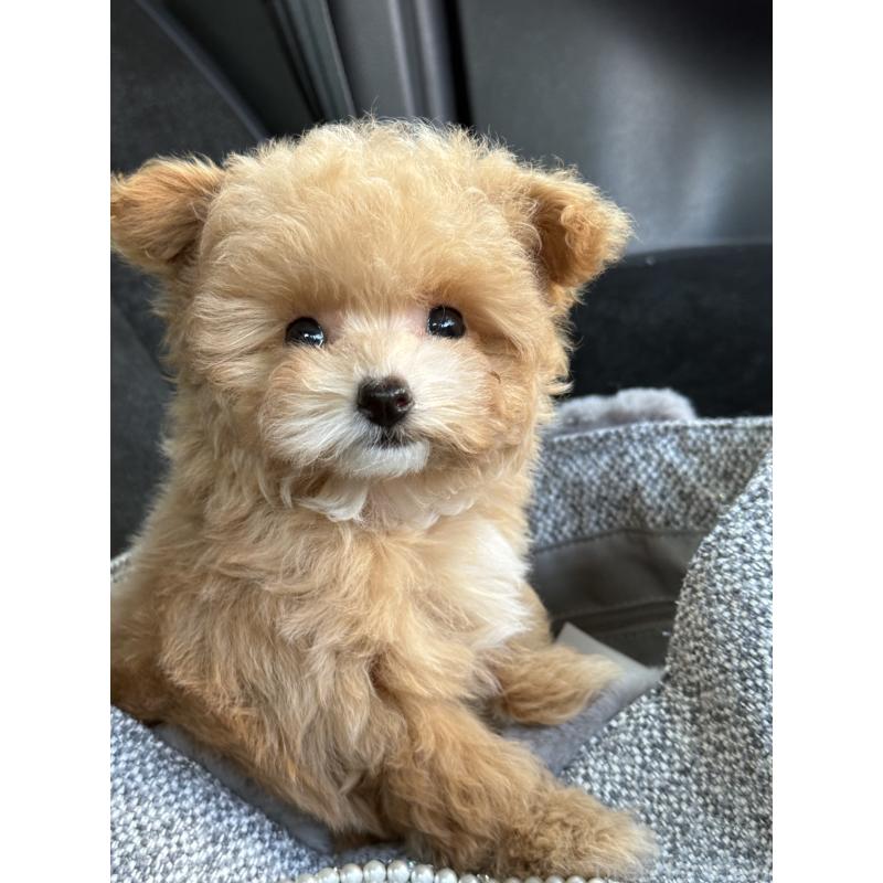 成約済の大阪府のティーカッププードル-442903の4枚目