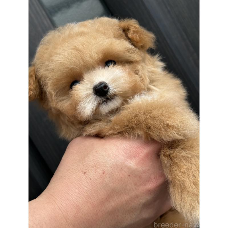 成約済の大阪府のティーカッププードル-442903の3枚目