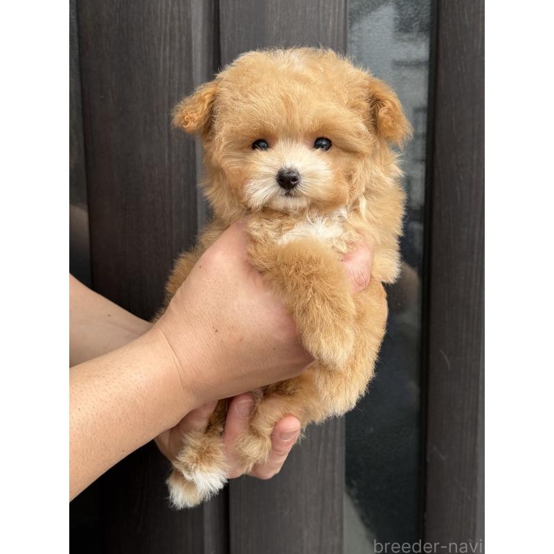 成約済の大阪府のティーカッププードル-442903の2枚目