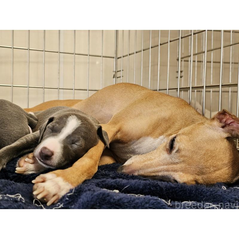 成約済の愛知県のイタリアングレーハウンド(イタグレ)-445485の8枚目