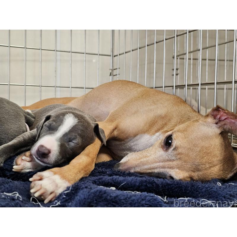 成約済の愛知県のイタリアングレーハウンド(イタグレ)-445485の7枚目