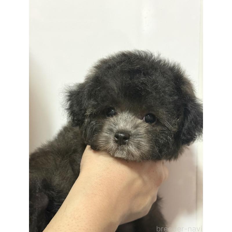 成約済の大阪府のタイニープードル-444880の5枚目