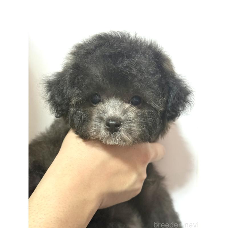 成約済の大阪府のタイニープードル-444880の4枚目