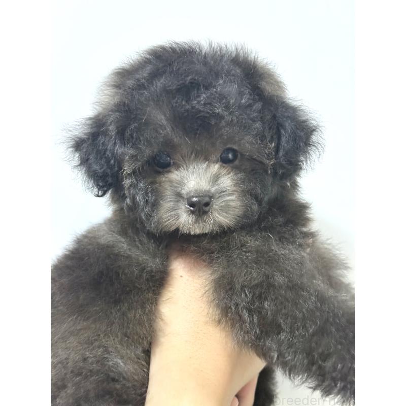 成約済の大阪府のタイニープードル-444880の2枚目