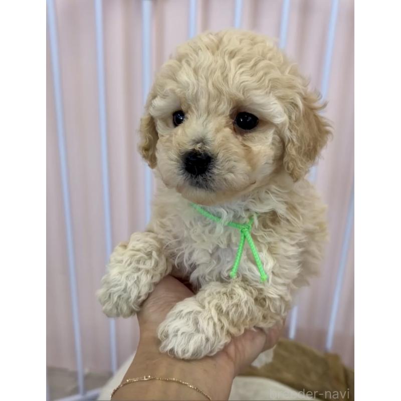 成約済の滋賀県のミックス犬-443168の4枚目