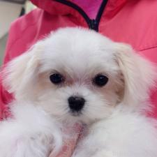 ♀︎マルチーズ