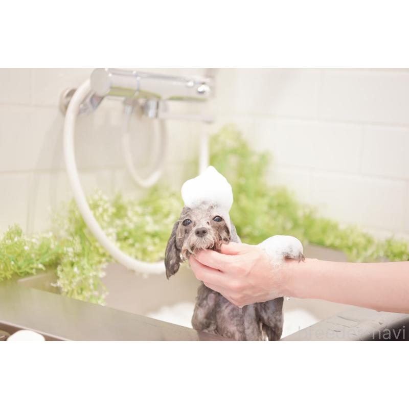 赤杉龍一ブリーダーの詳細