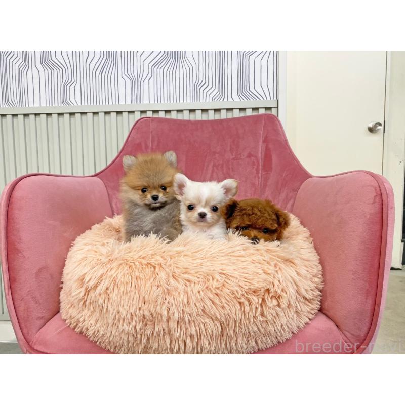 赤杉龍一ブリーダーの詳細