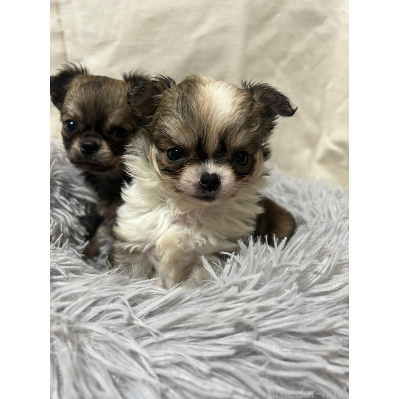 犬舎紹介の大阪府の犬舎紹介-4772の3枚目