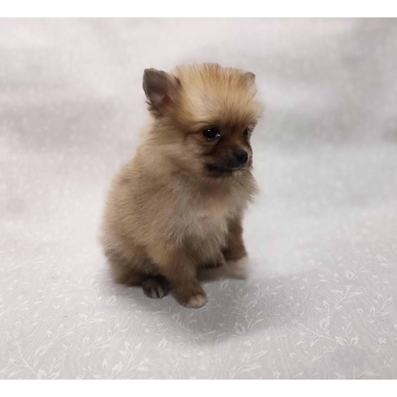 販売中の群馬県のポメラニアン-443408の8枚目