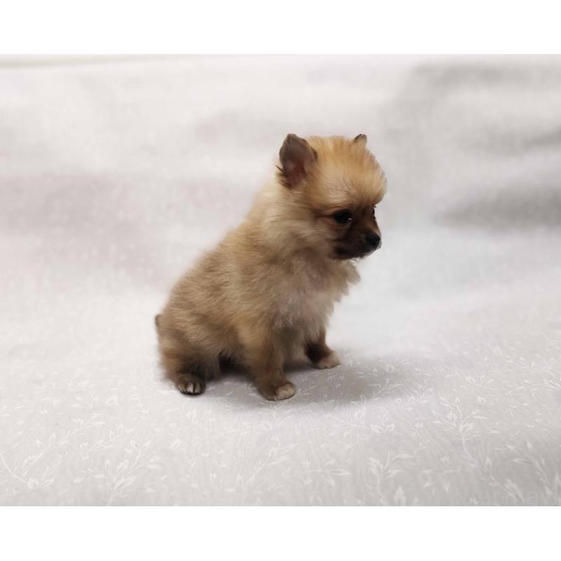 販売中の群馬県のポメラニアン-443408の7枚目