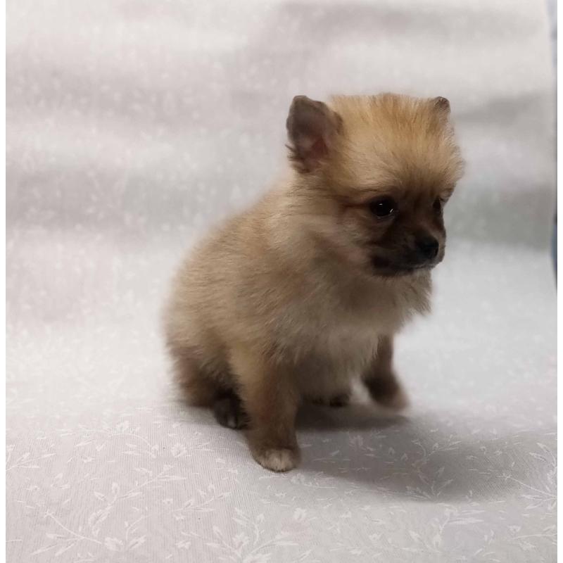 販売中の群馬県のポメラニアン-443408の6枚目