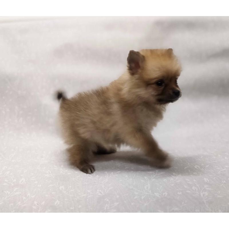 販売中の群馬県のポメラニアン-443408の5枚目